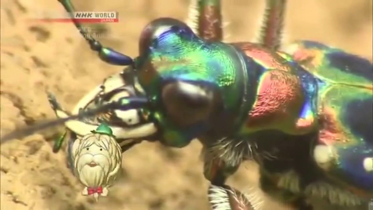 Japanese Tiger Beetle w Kodo