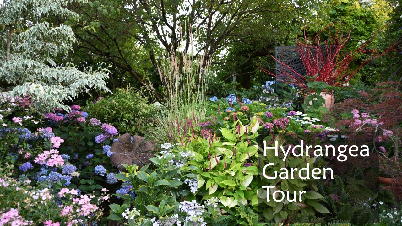 Hydrangea Garden Tour