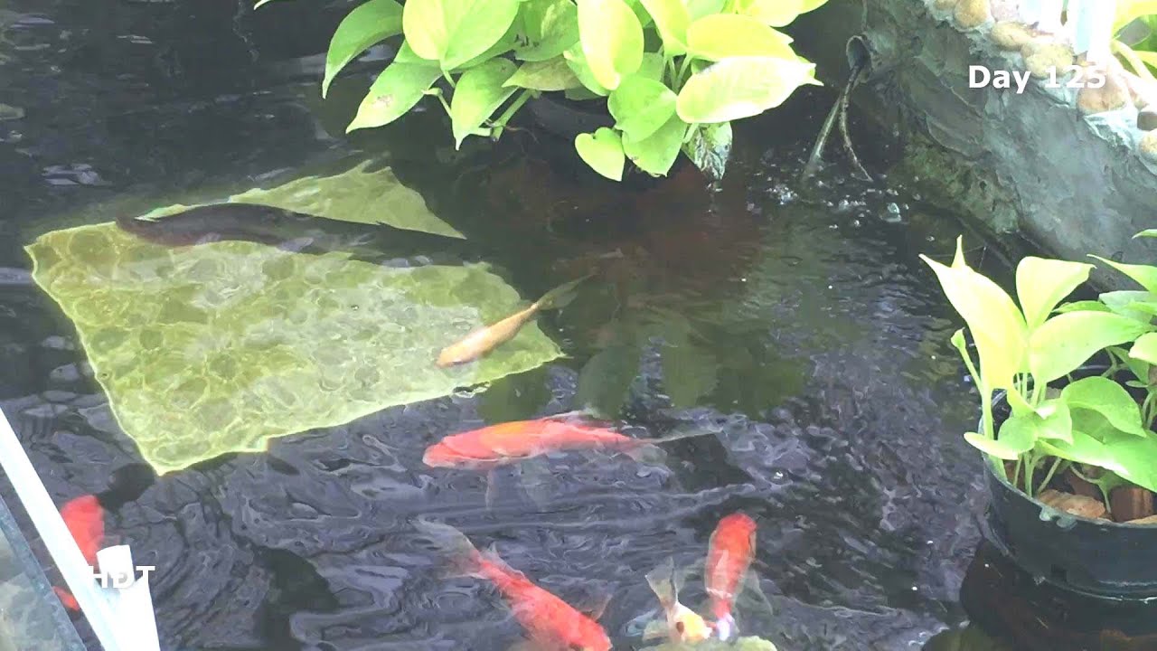 Аквариум (Arowana, Золотая рыбка и Кои)/ через 6 месяцев 😍