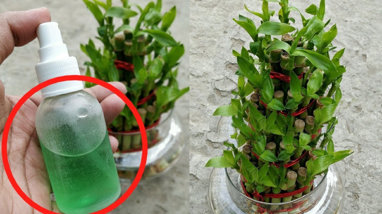 यह ज़रूर कीजिए, अगर आपके घर में भी Lucky Bamboo है, तो।