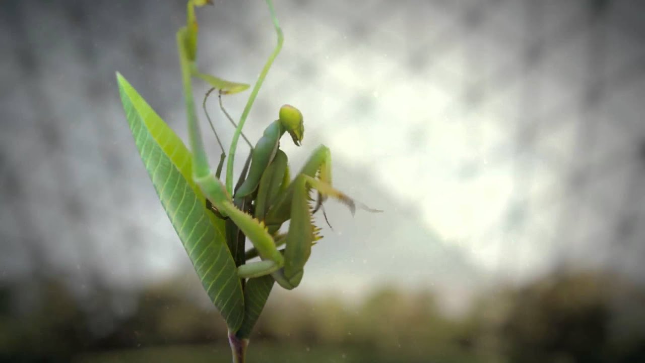 Science / TV Channel Ident 'Plant' - Director's Cut