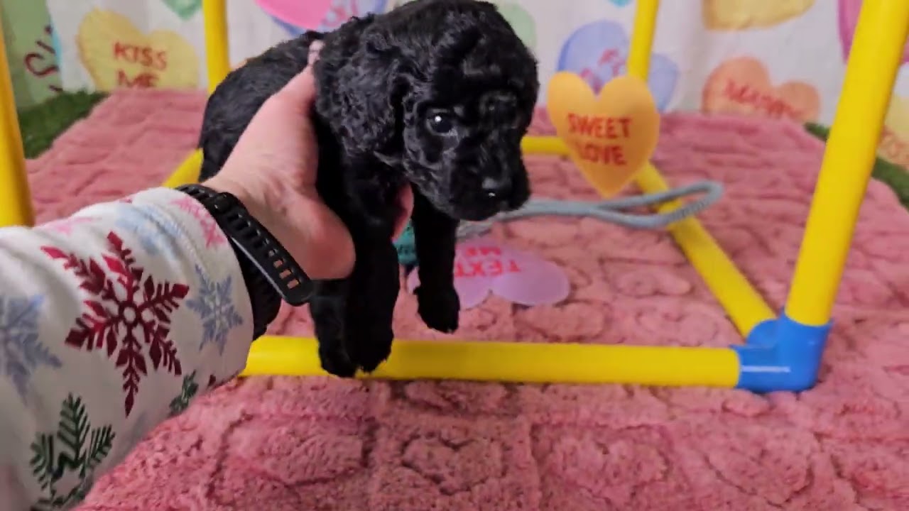 Joey - micro-mini Goldendoodle male