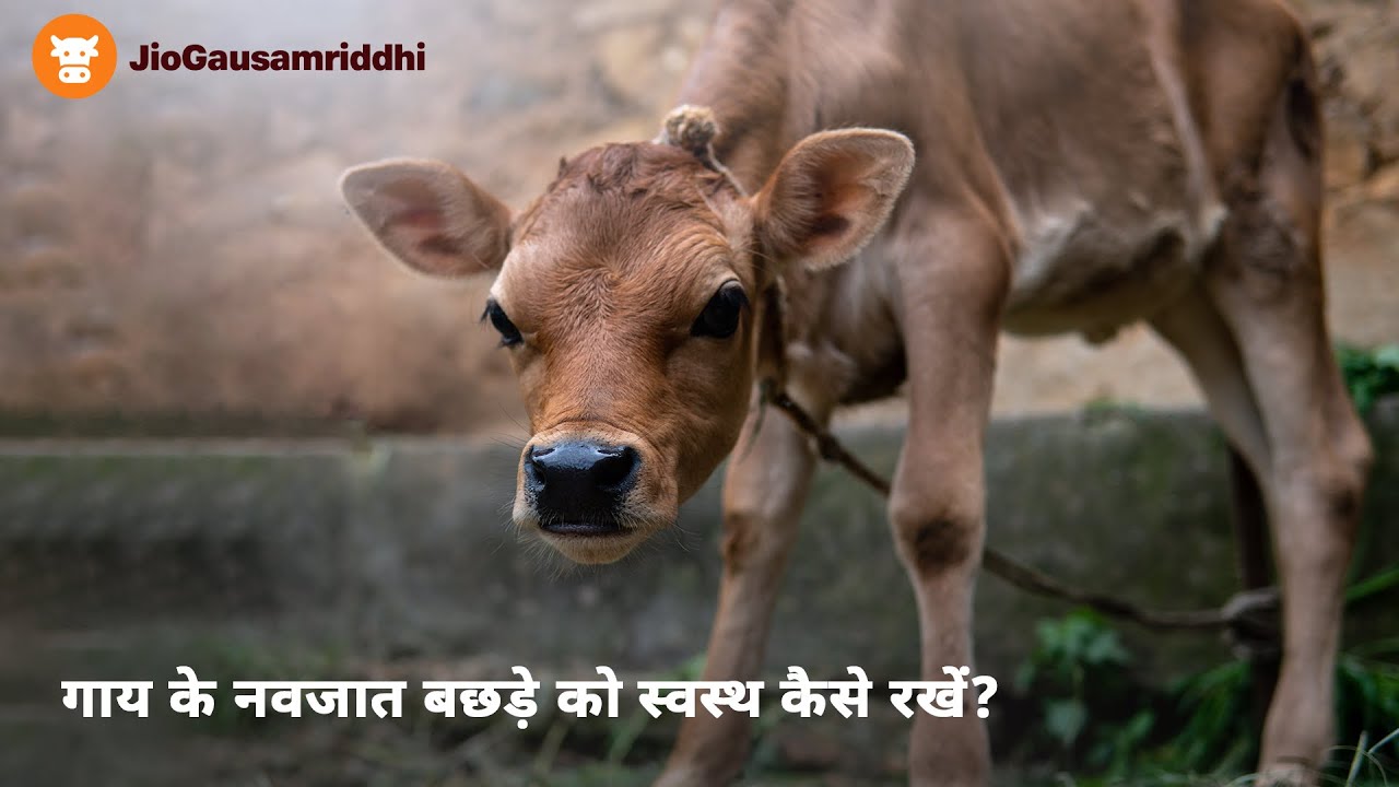 गाय के नवजात बछड़े को स्वस्थ कैसे रखें? How to keep a newborn calf of a cow healthy?#cow#dairy #calf