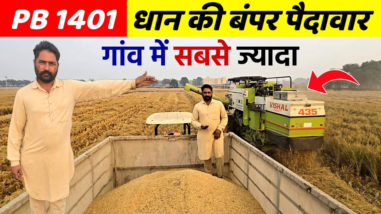 PB 1401 धान की बंपर पैदावार | गांव में सबसे ज्यादा | झंडा पत्ता आज भी हरा | किसान के खेत से लाइव