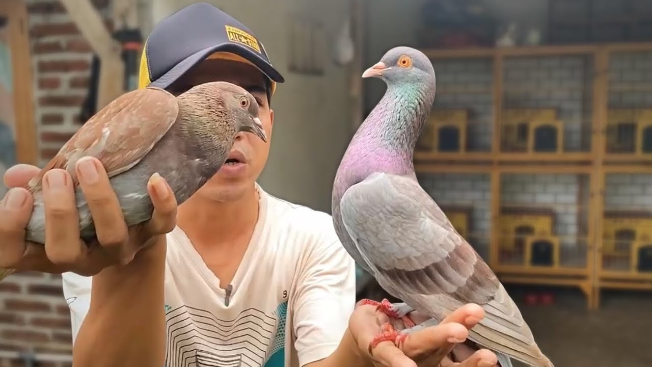 KENCENG JUGA NIH MERPTI BARU