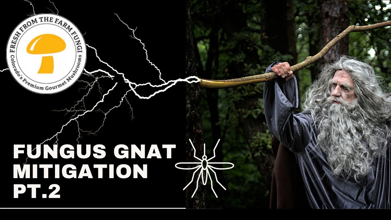 Fungus gnat mitigation pt. 2