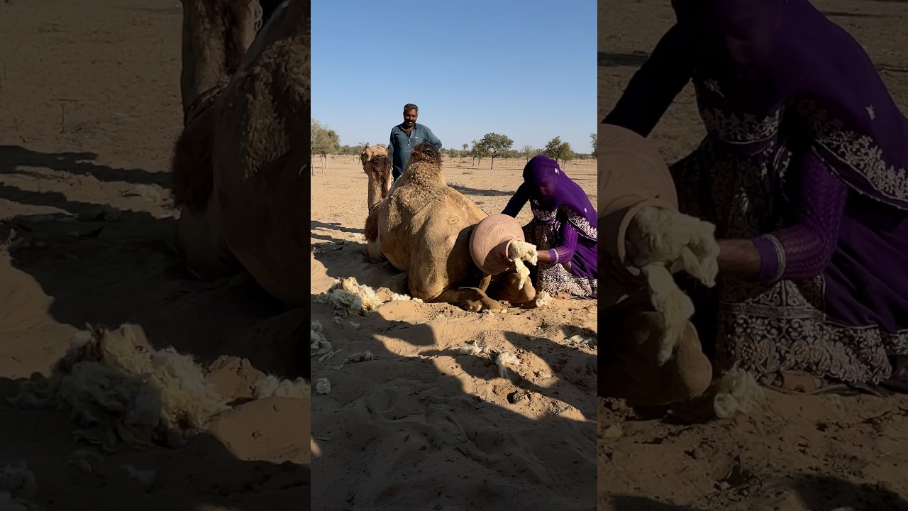 يقطع المدى بصمت، كأنّ الأرض تنحني احترامًا لخطاه.