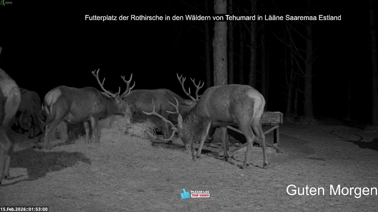 2026 02 15 Futterplatz🥕🥕Möhren🥕🥕, Fressen für die Rothirsche von Tehumard in Lääne Saaremaa Estland