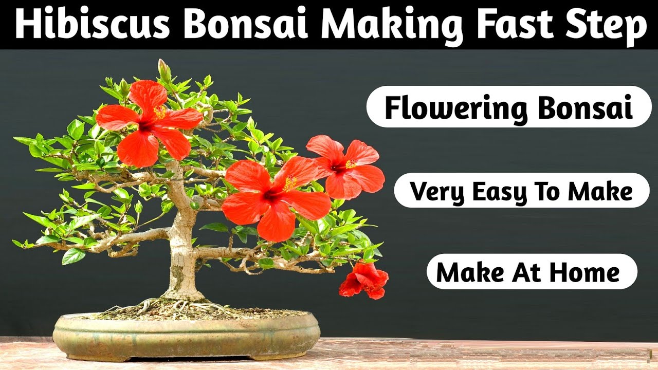 Hibiscus Bonsai Tree Making Fast Step
