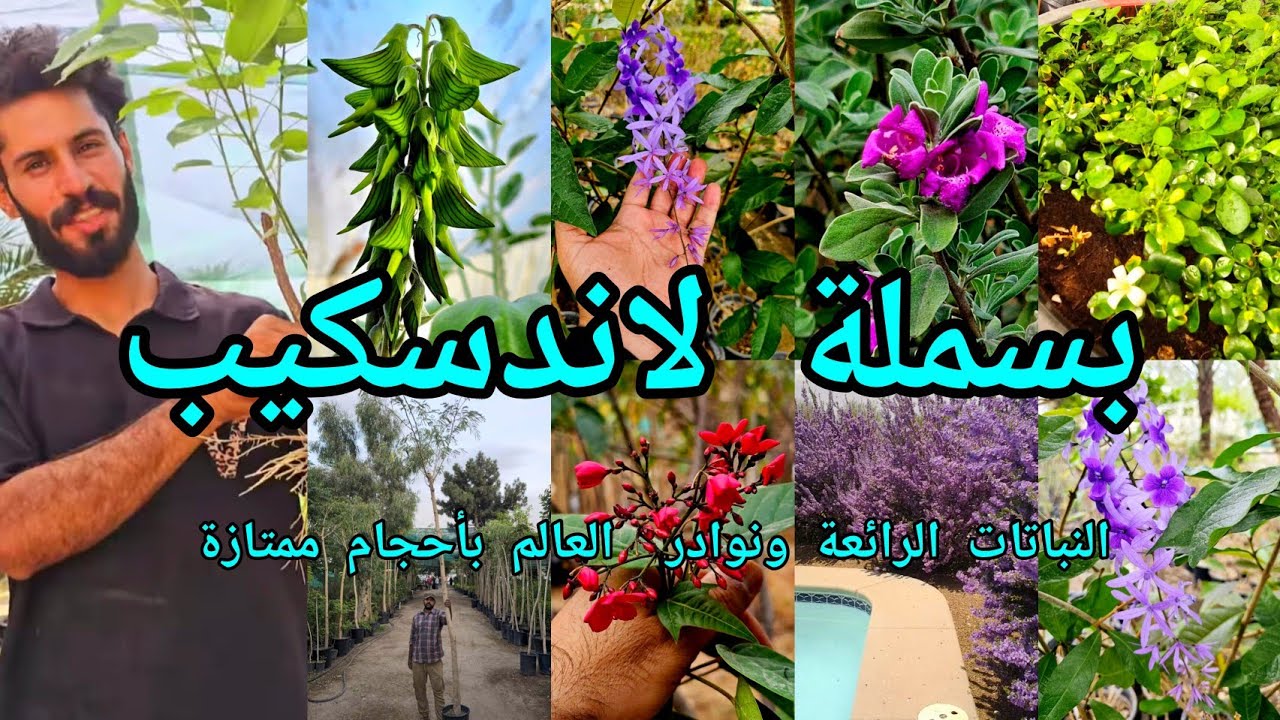 مشتل بسملة لاندسكيب نباتات رائعة ونوادر العالم متوفرة بأحجام ممتازة للتشجير السريع تغيير شكل الحدائق