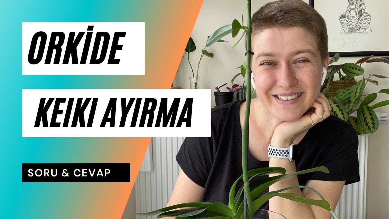 Orkide Keiki Soruları ve Yanıtları | Ev Yeşili