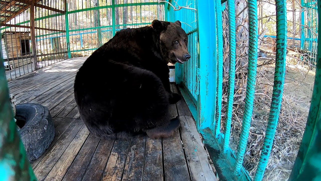 ОРТО ДОЙДУ || ЯКУТСКИЙ ЗООПАРК