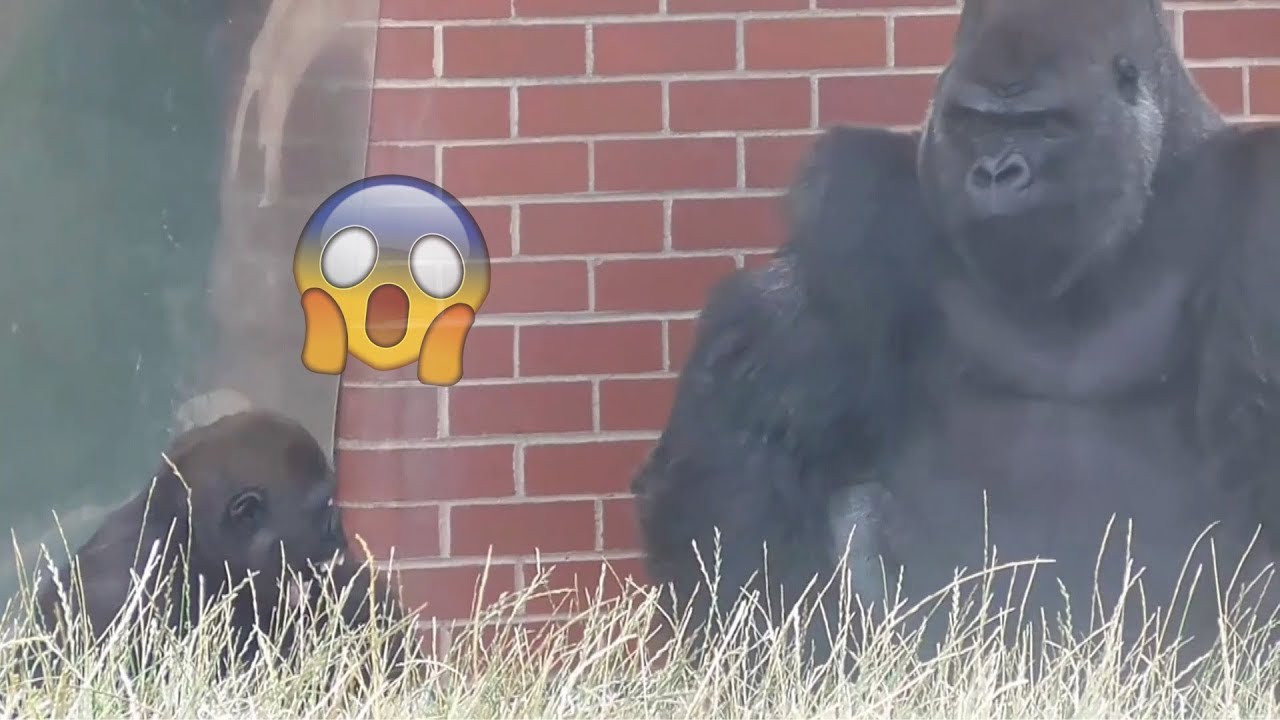 Frustrated gorilla takes it out on son