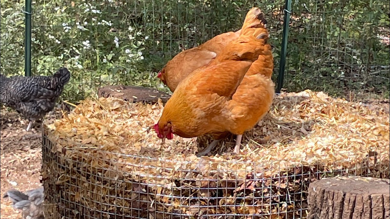  Using Chickens to Make Compost 