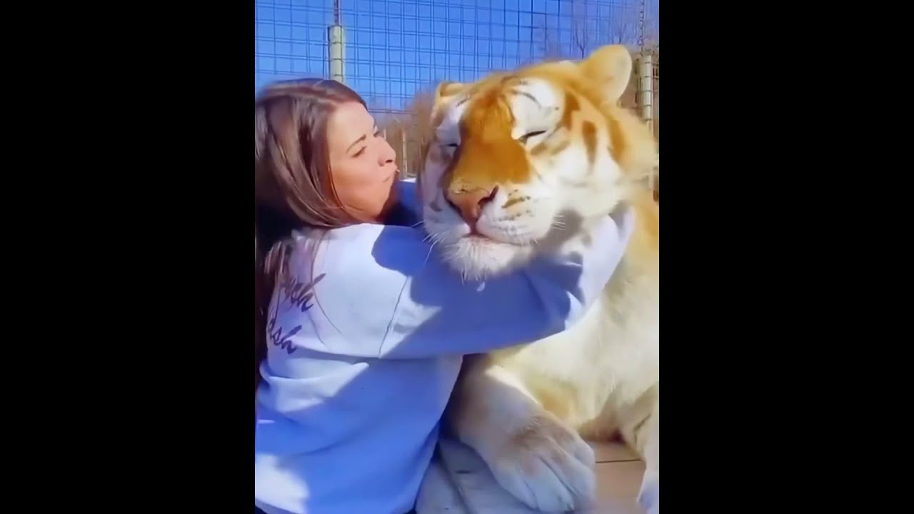 Adorable Tiger Loves Hugs