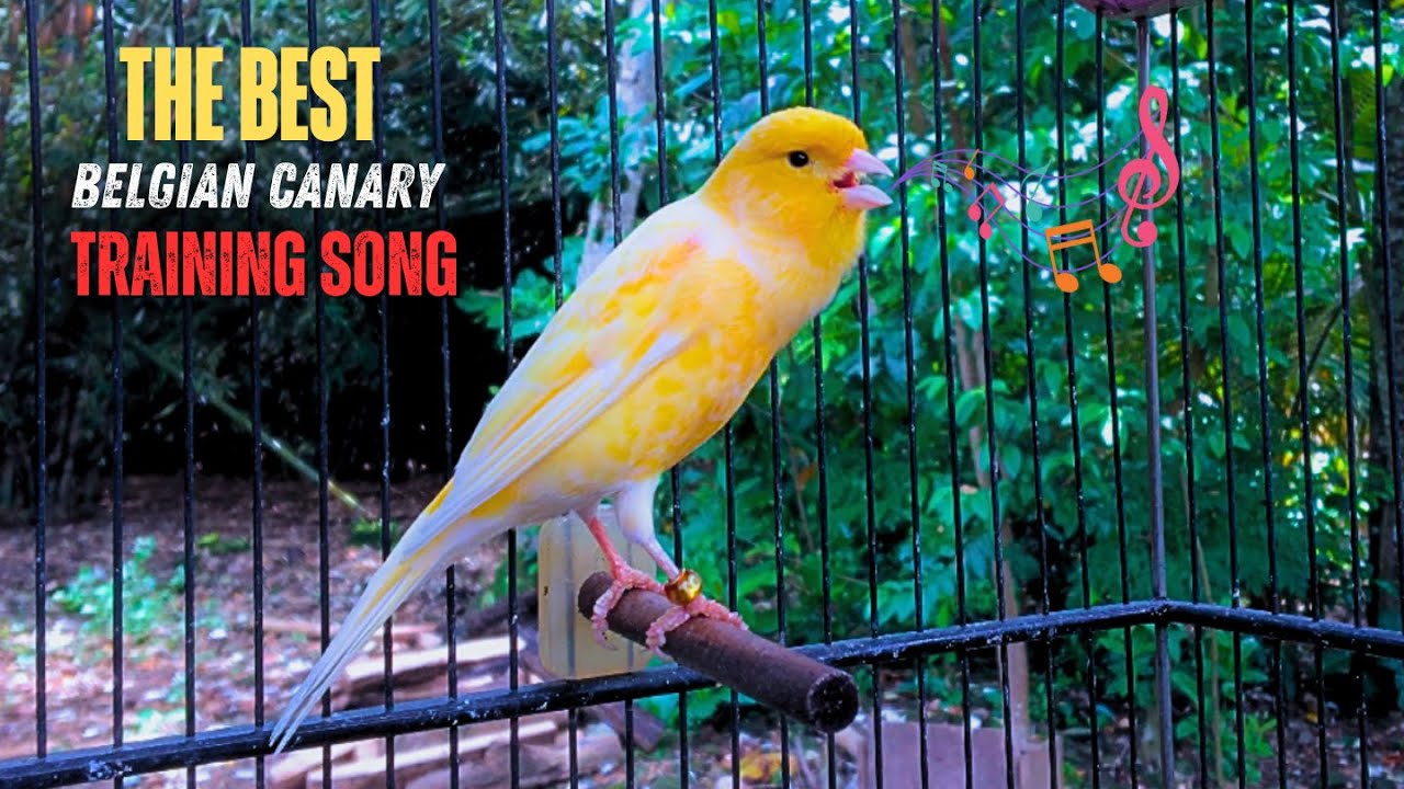 The Most PLEASANT Canary Training Song‼️Belgian Canary Singing Very Loudly🐦