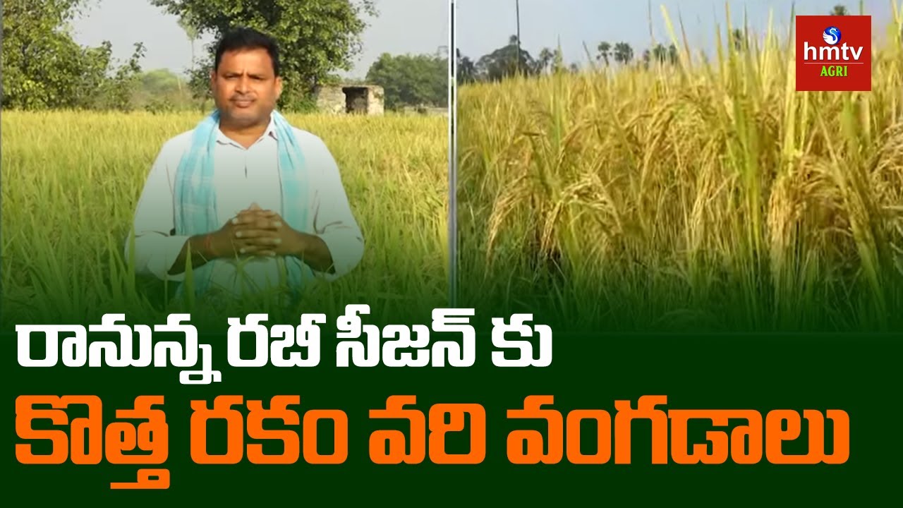 New Rice Varieties: రానున్న రబీ సీజన్ కు కొత్త రకం వరి వంగడాలు | hmtv Agri