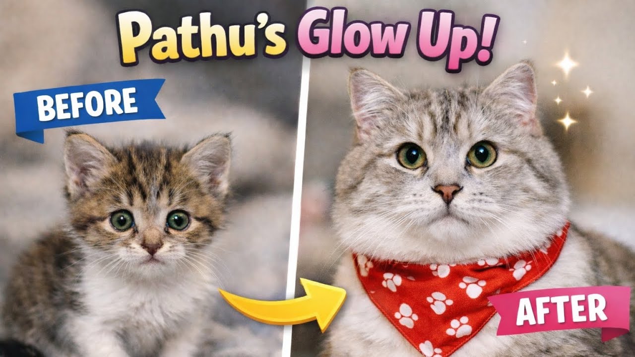 👉 മെലിഞ്ഞ പാത്തു എങ്ങനെ ഇത്ര Glow ചെയ്തു? 🐱✨| Pathu’s Real Glow Up Story 💛#cat#pets 