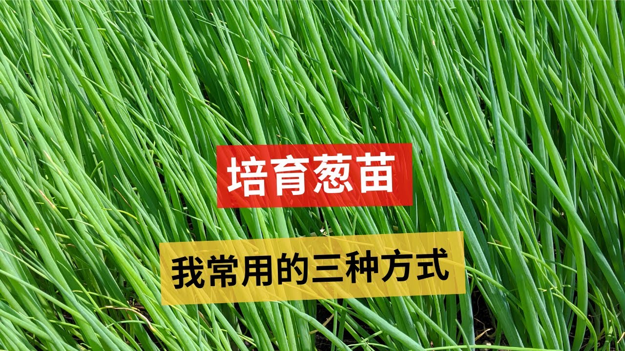 培育葱苗，我常用的三种方式，韭菜和韭葱也适用同样的方法