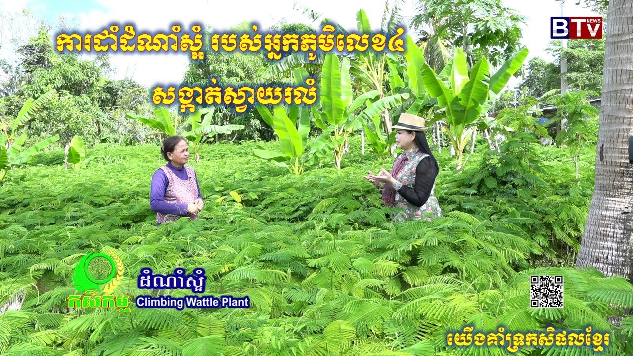 AGRICULTURE/កសិកម្ម: ដំណាំស្អំ 
