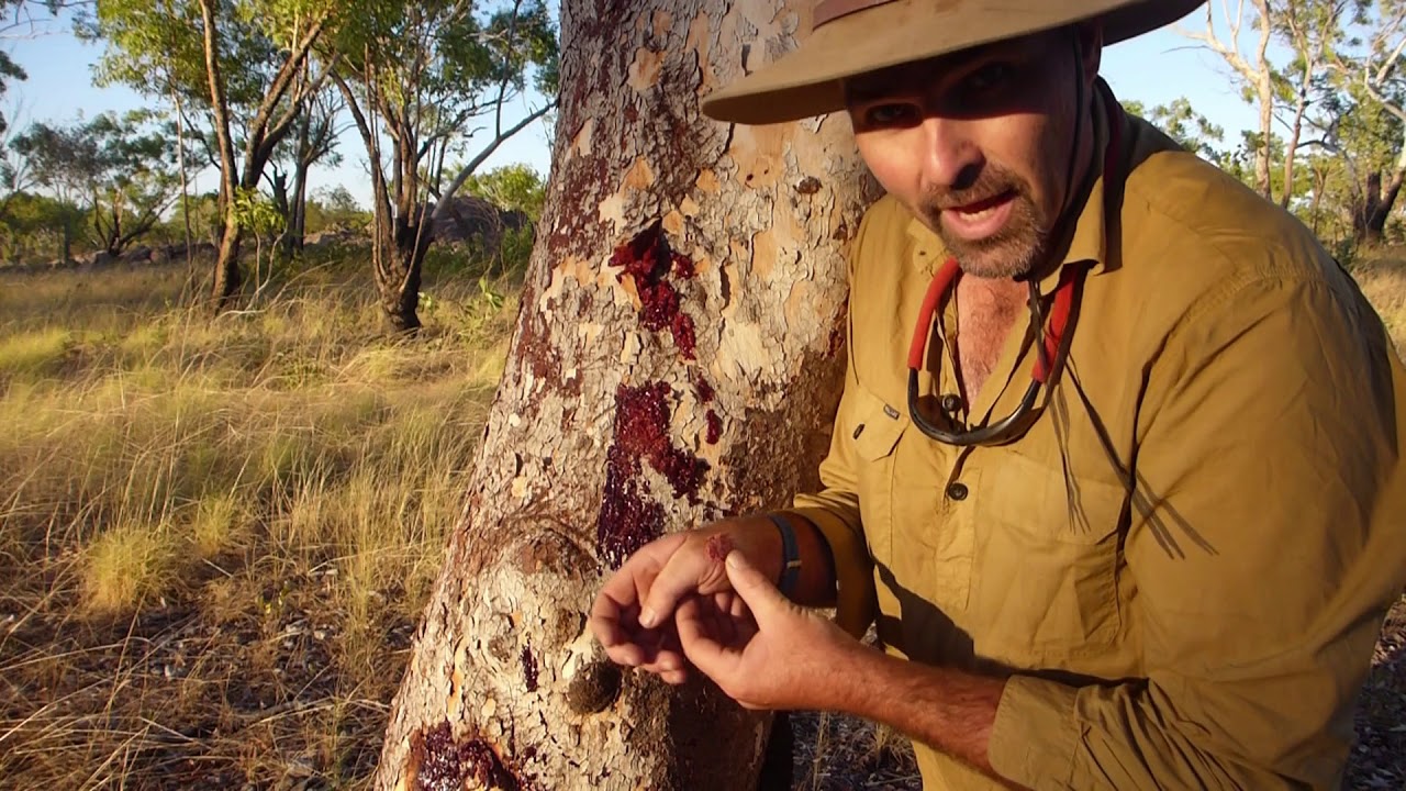 Bloodwood Tree Bandaids - Natural Curiosity