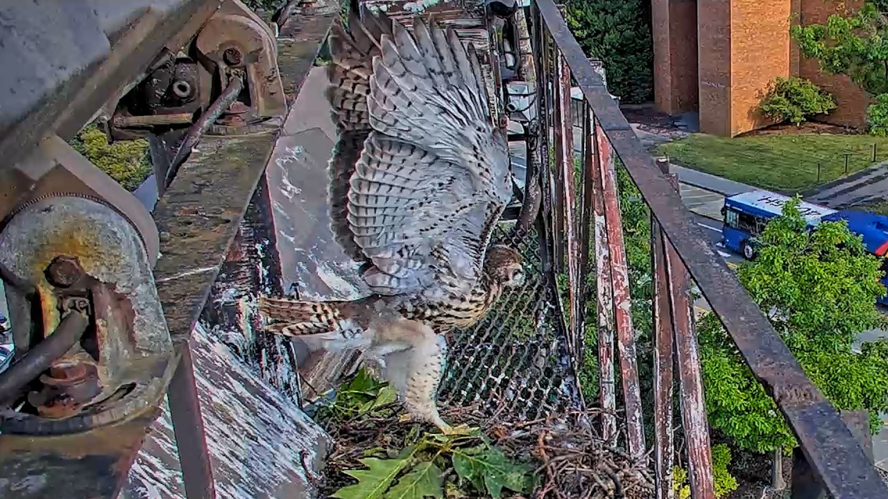 P3 Prepares To Fledge After Visit From P2 On Cornell Hawks Cam | June 26, 2026
