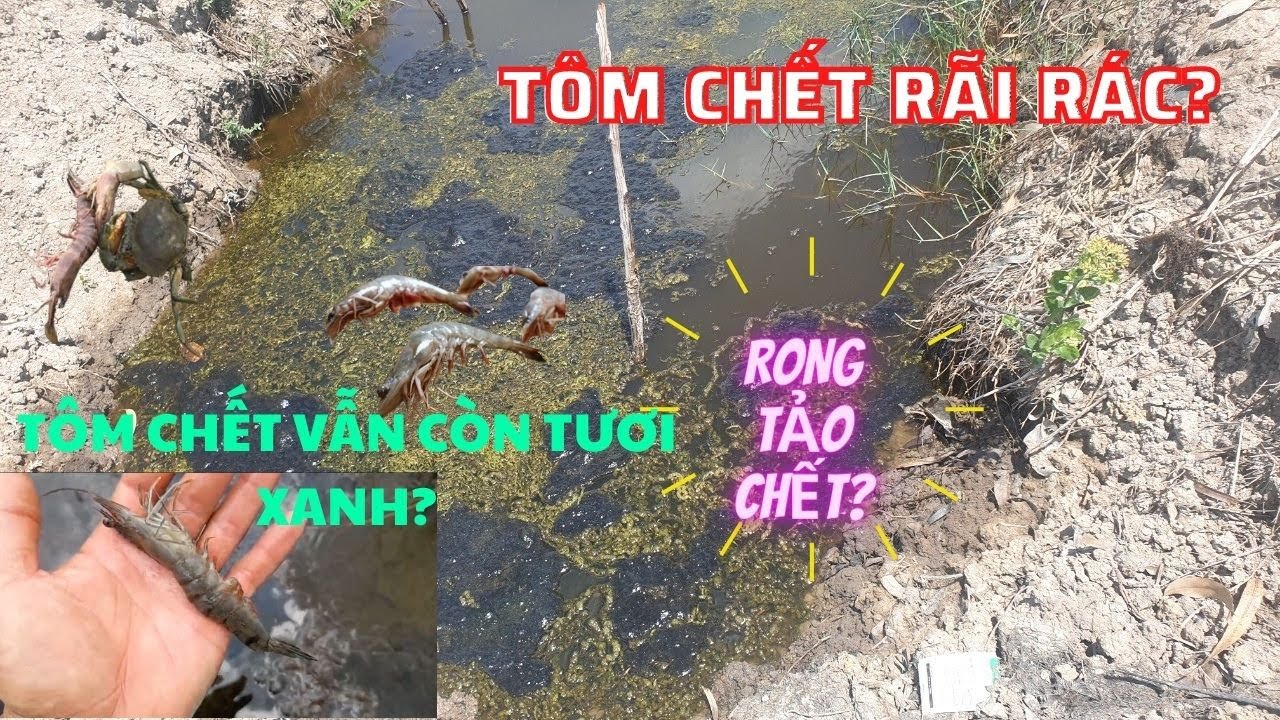 HỖ TRỢ XỬ L&Yacute; HIỆN TƯỢNG 