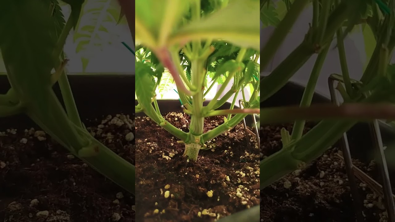 Day 43 Tropical Marker, Purple Kush, Pink Gelato #420  #indoorgarden  #kannabia #spiderfarmer