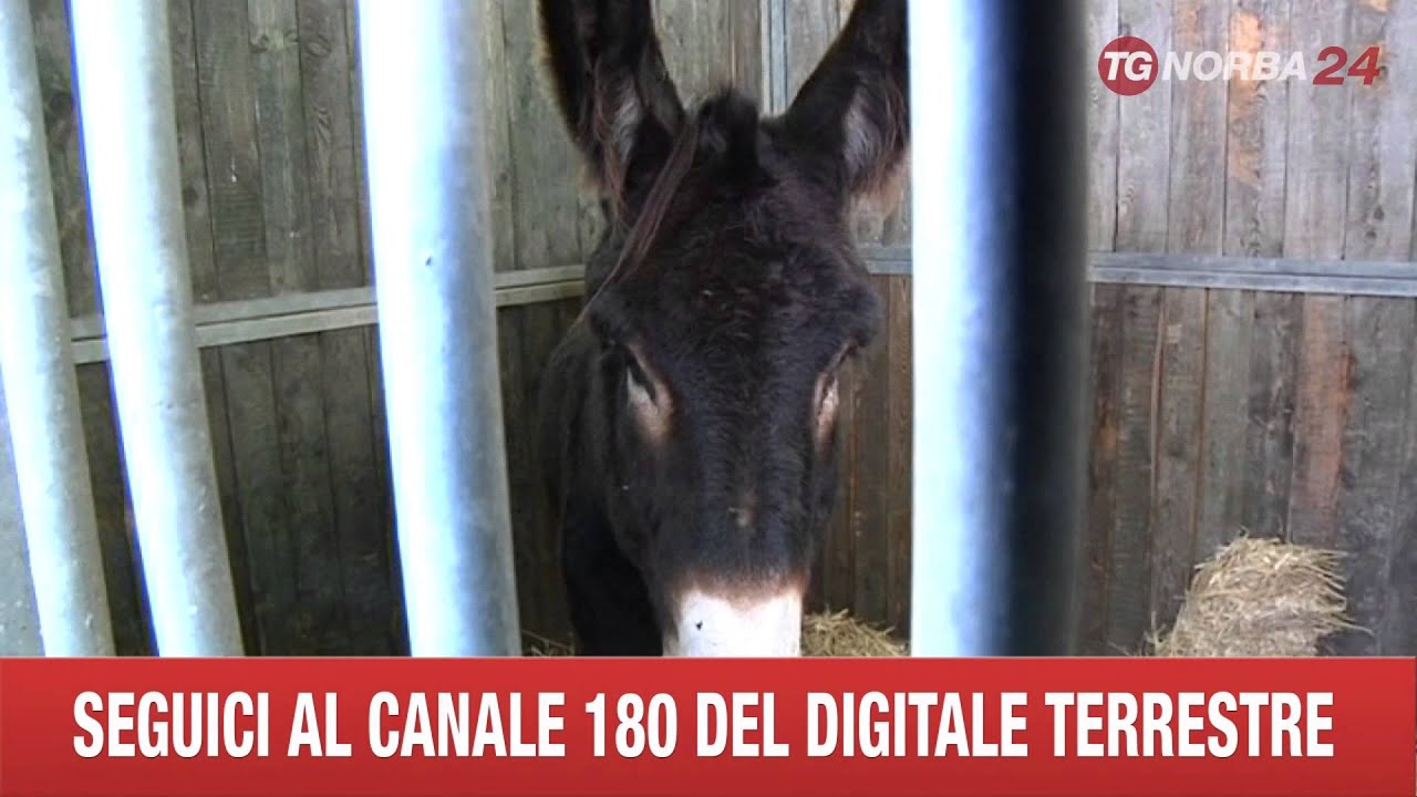 MARTINA FRANCA MOSTRA CAVALLO MURGESE