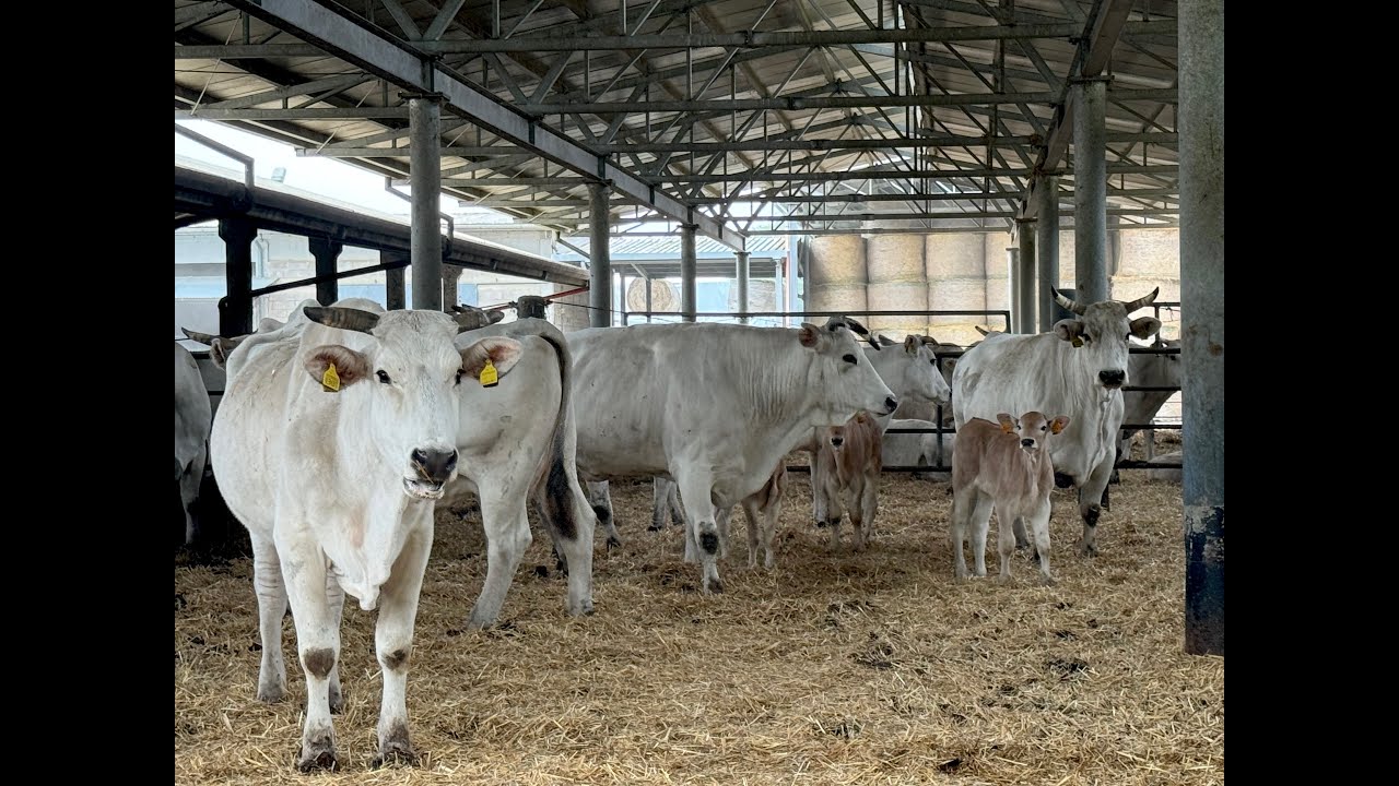 Dalla Valdichiana alla tavola: qualità e segreti della chianina