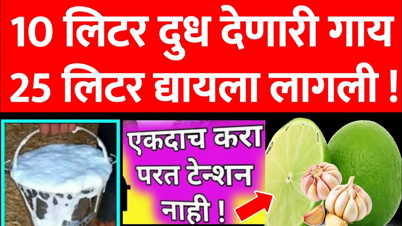 profitable dairy | farming tips marathi | cow buffalo milk increase | Profitable dairy Farming🤑💸
