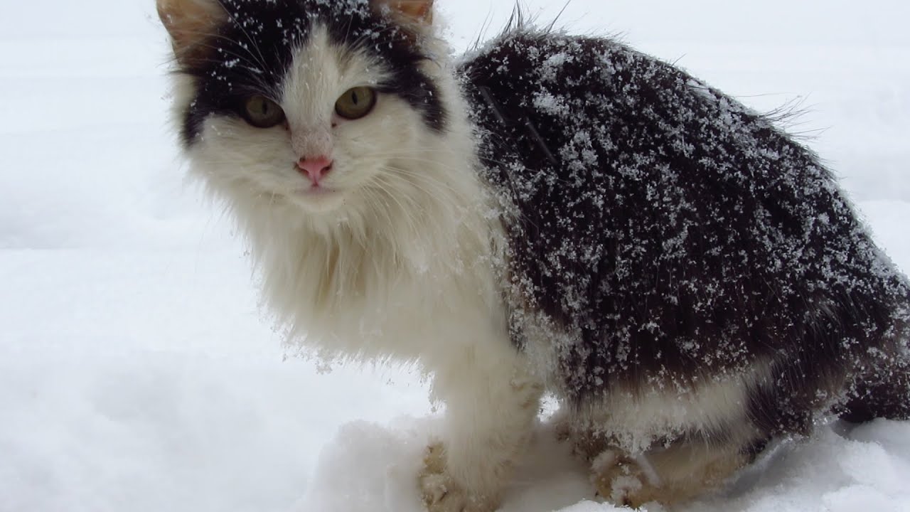 Hungry kitten in the snow january 9, 2016