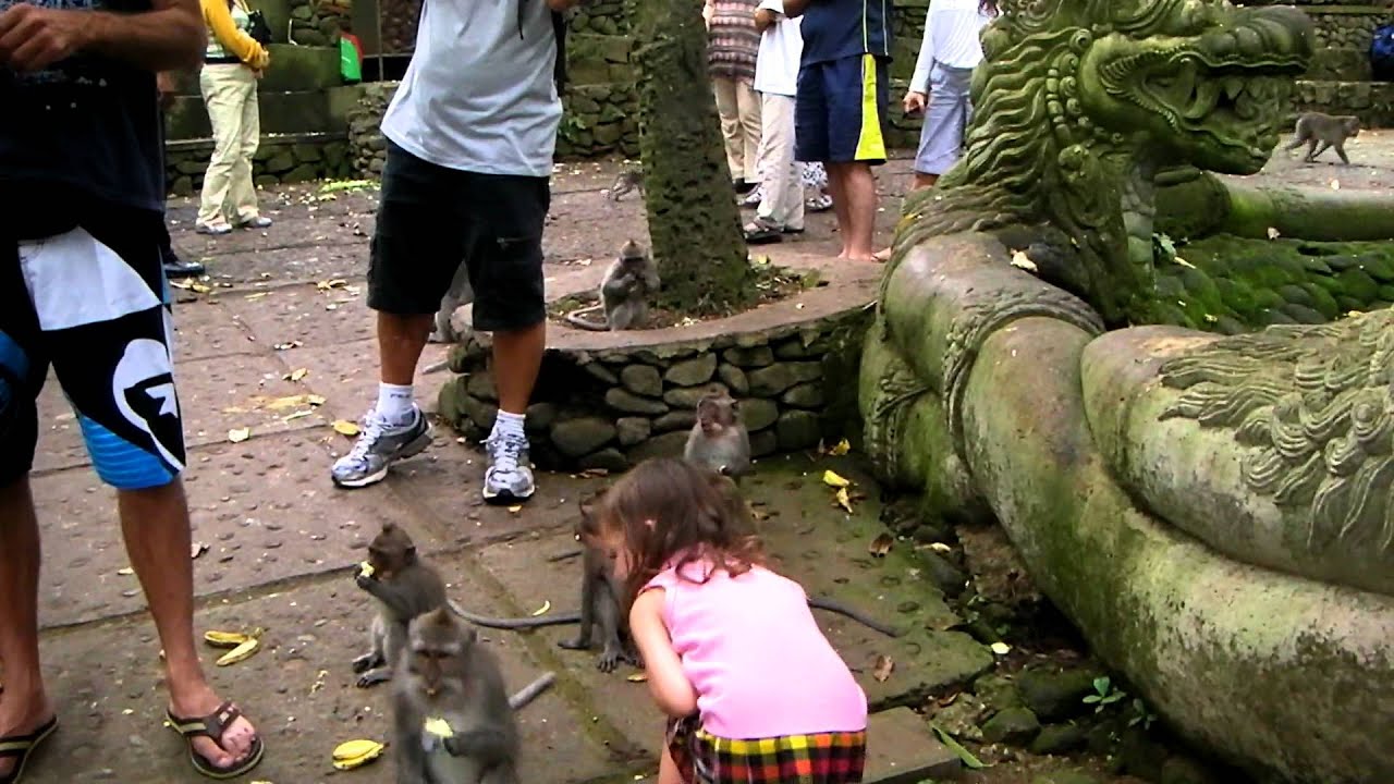 Ubud Monkey forest madness