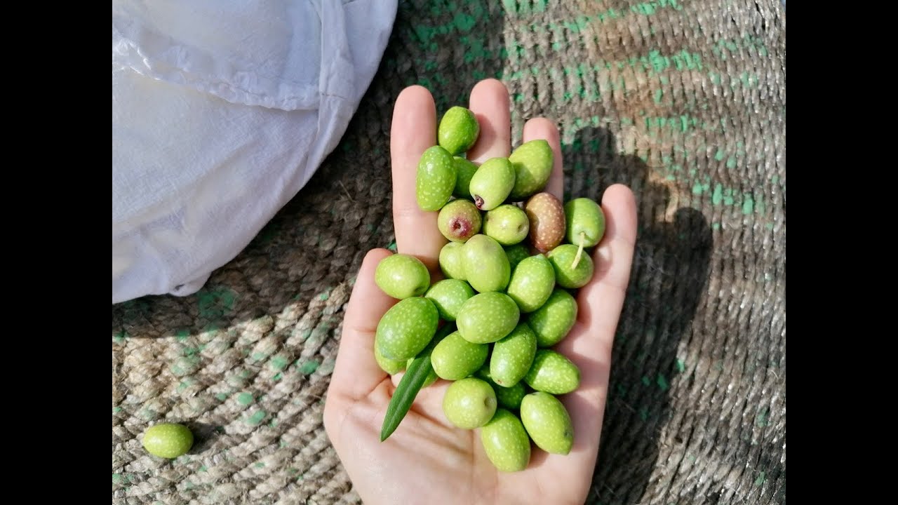 Sicilian Food: How to Make Olive Oil in Sicily!