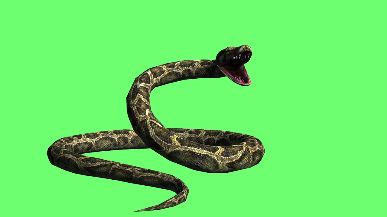 animation snake python on the green screen