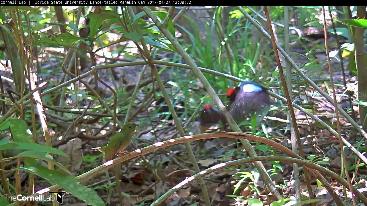 Manakins Display for Female on Sunny Display Perch – Apr. 27, 2017