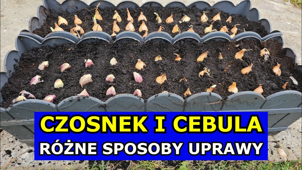 Uprawa Czosnku w Domu i w Ogrodzie. Uprawa Cebuli Dymki. Sadzenie Czosnku, Cebuli w Donicach Gruncie