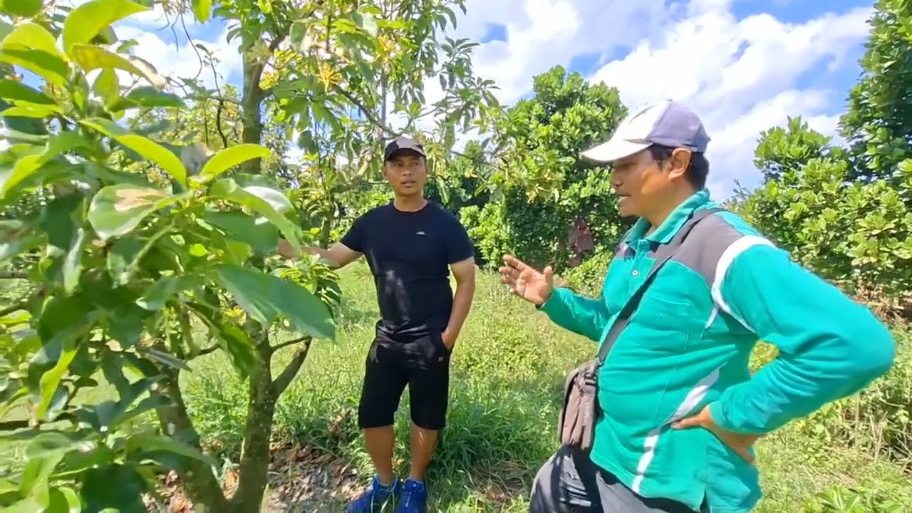 Kebun Nangka J33 pertama di Jember,  banyak permintaan sampai kurang buah