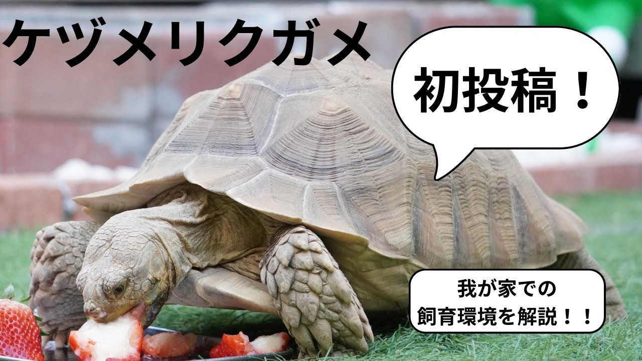 初投稿！自己紹介&我が家で飼育中のケヅメリクガメの飼育環境を解説！