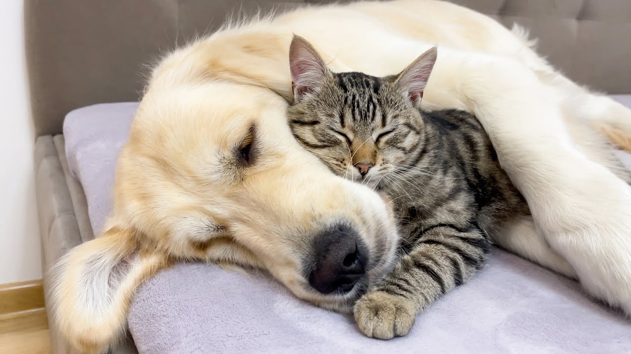 The Surprising Love Between a Kitten and a Golden Retriever
