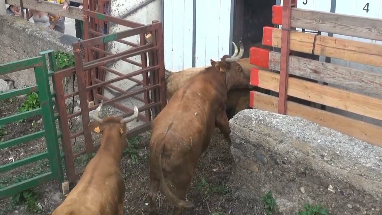 CARGA Y DESCARGA GANADO BRAVO DE MERINO EN LAS VENTAS                29- 06- 2023