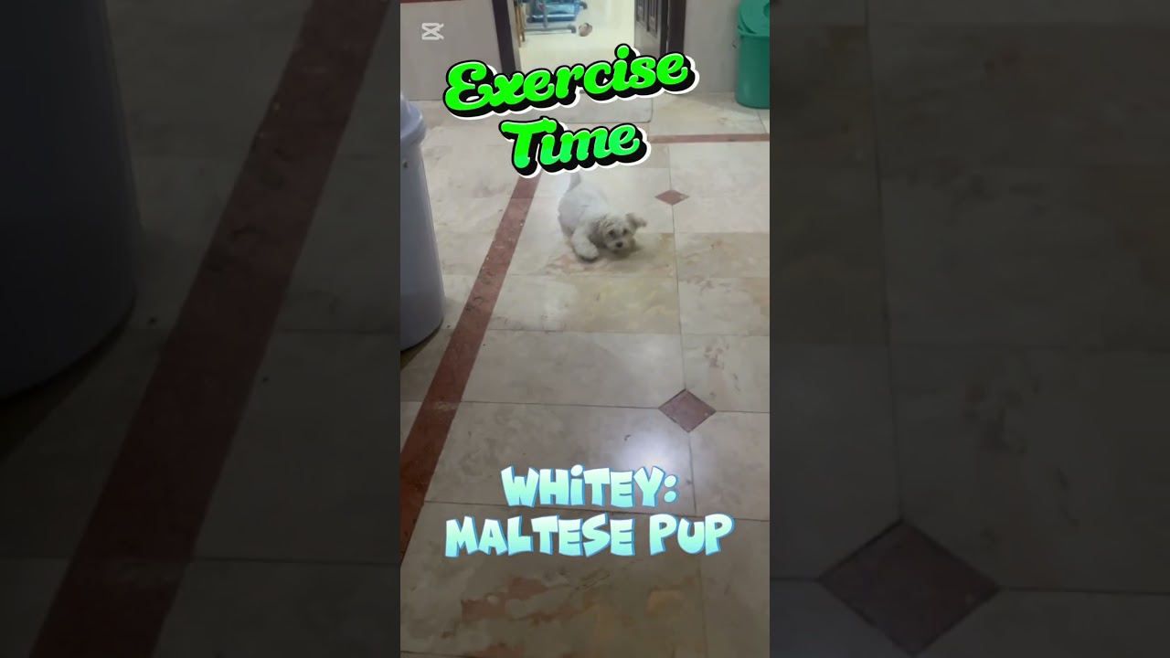 Mini Fetch Game with the Super Cute Puppy! 