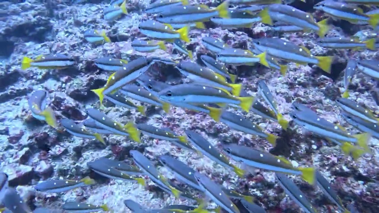 Diving Koh Lanta - Koh Haa, Hin Muang, Hin Daeng