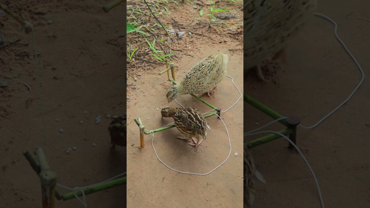 quick bird trap DIY #shortvideo #shorts #ytshorts