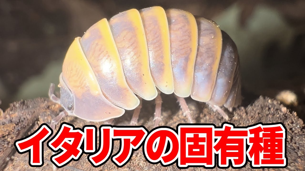 イタリアの島ダンゴムシが神々しすぎた！！！