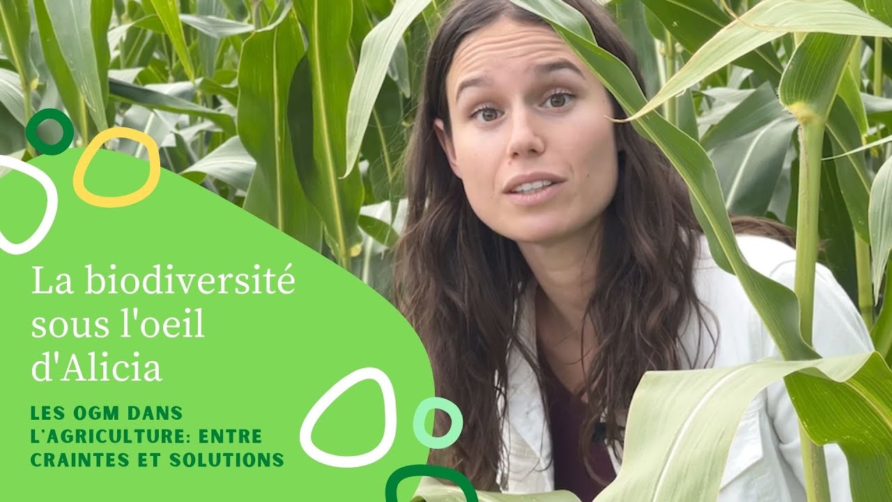 Les OGM dans l'agriculture: entre craintes et solutions
