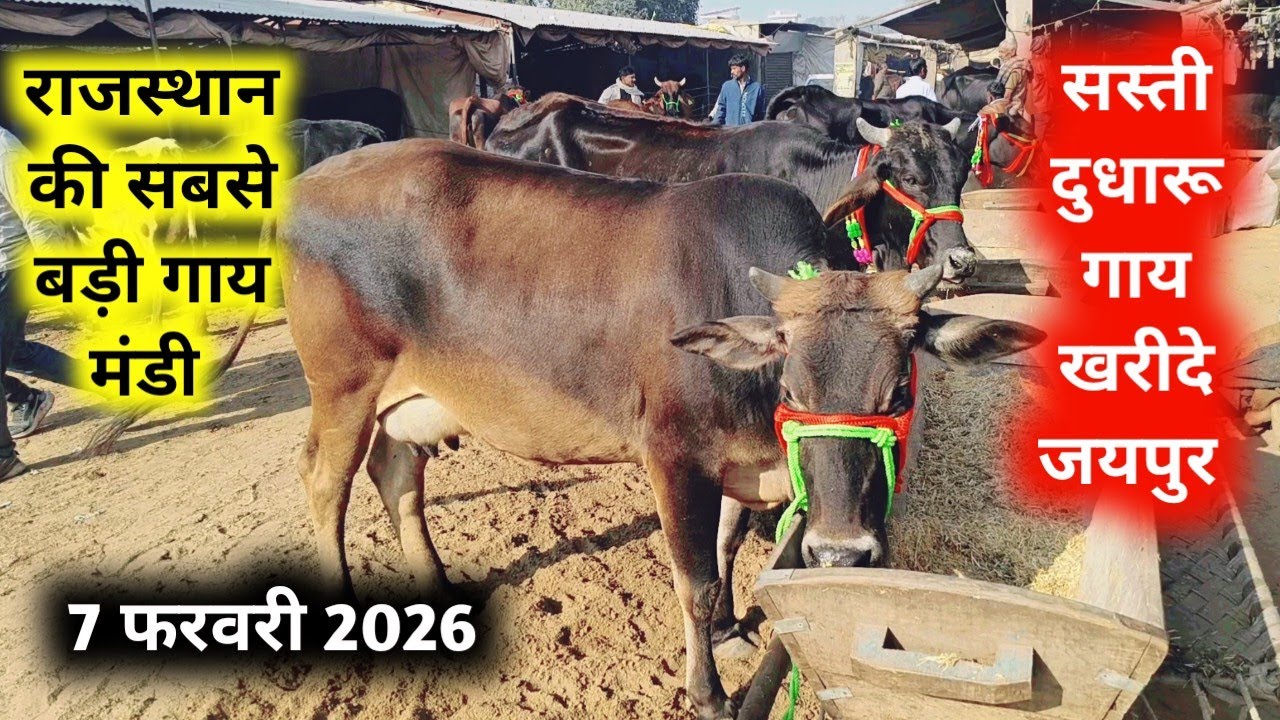 जयपुर की सबसे सस्ती गाय मंडी राजस्थान 7 फरवरी 2026 | Jaipur hatwada | jaipur cow mandi