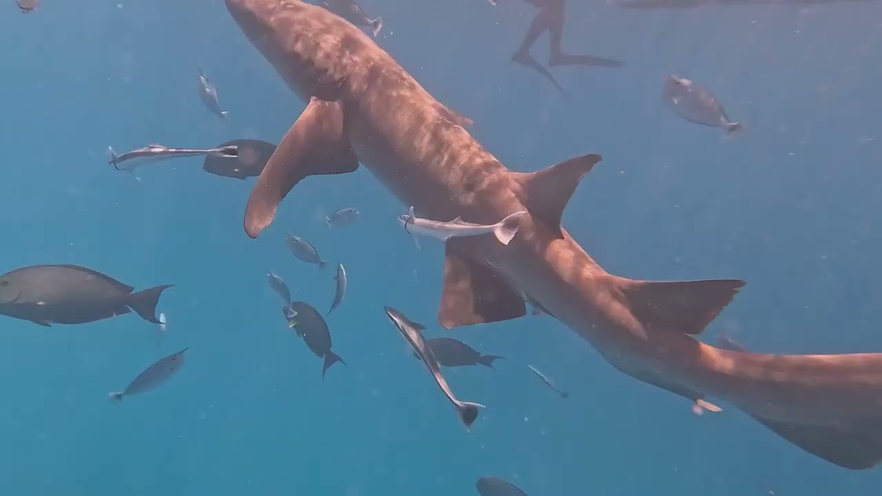 Maldives   Snorkeling with Sharks close to Nooe Resort