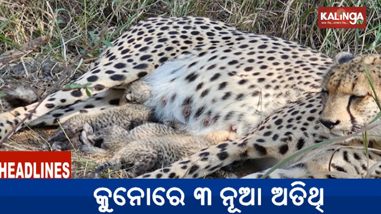 11 AM Headlines || February 18, 2026