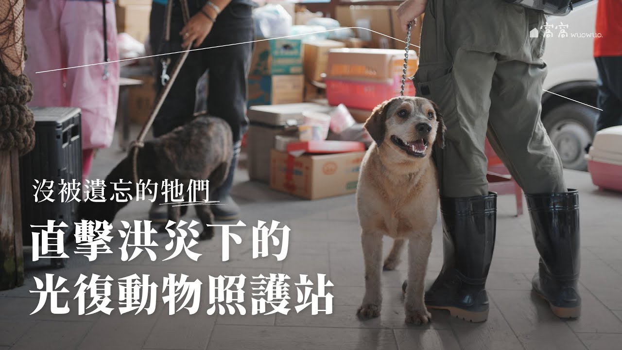 沒被遺忘的牠們——直擊洪災下的光復動物照護站